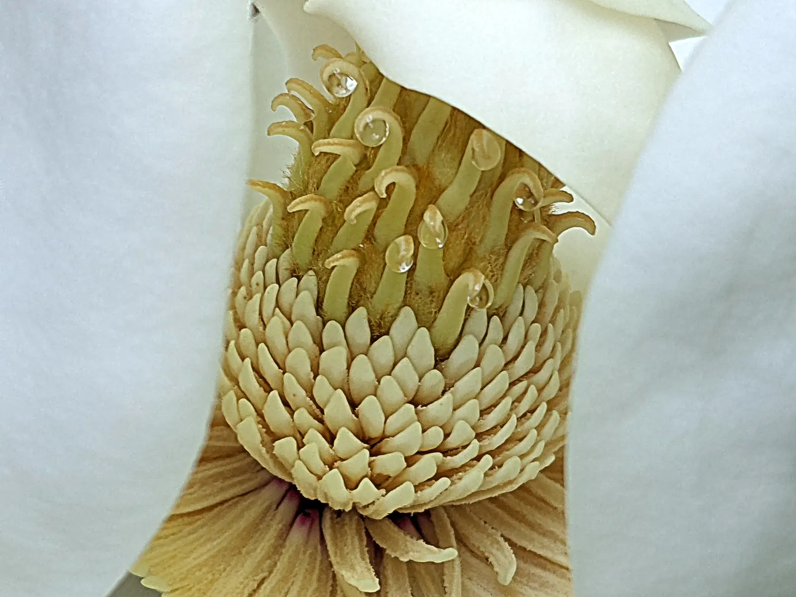 Southern Magnolia (Magnolia Grandiflora Espalier) — tree with white blooms; dark green leaves that provide a striking backdrop to its saucer-sized, image 94