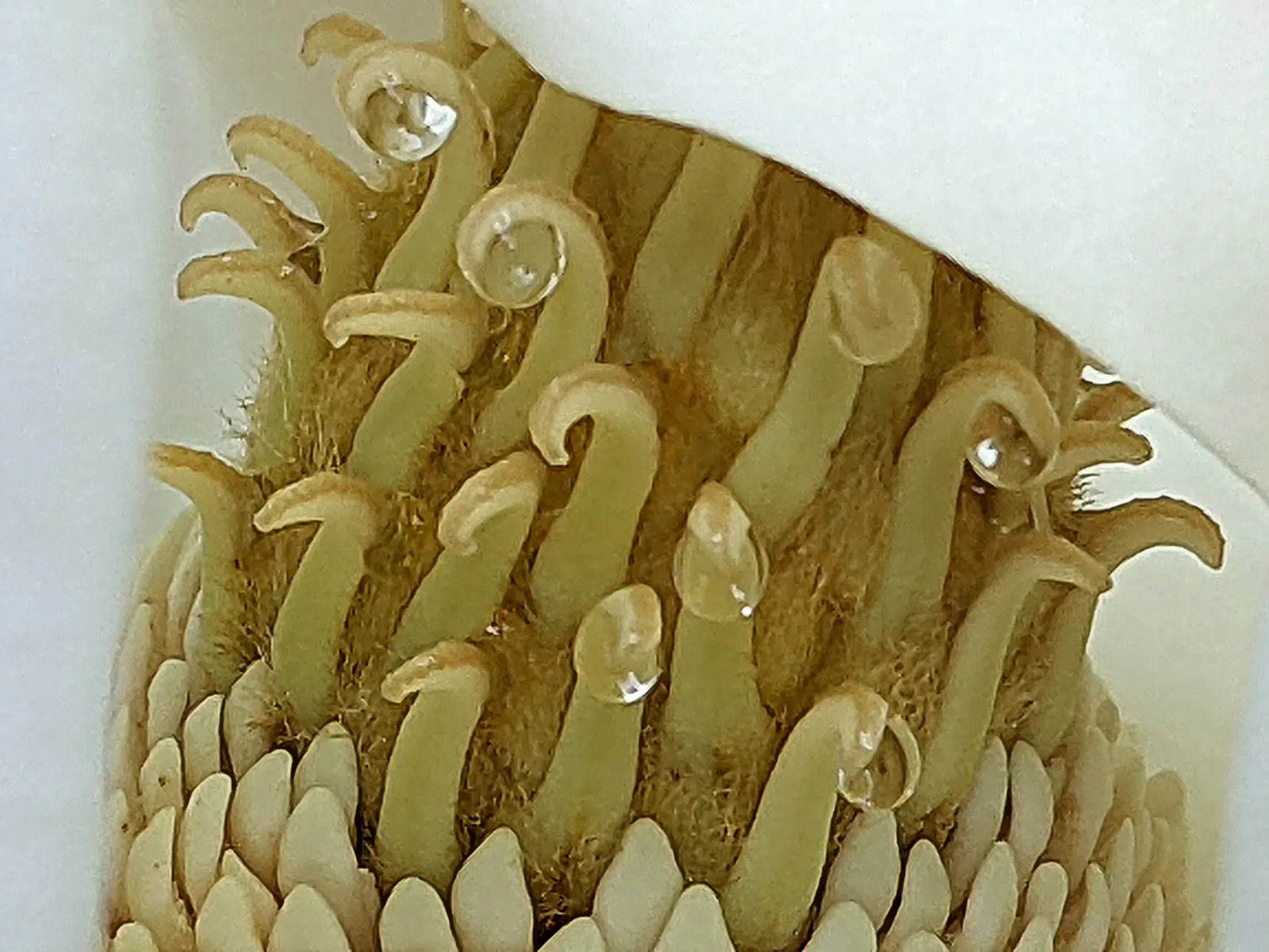 Southern Magnolia (Magnolia Grandiflora Espalier) — this architectural plant features glossy