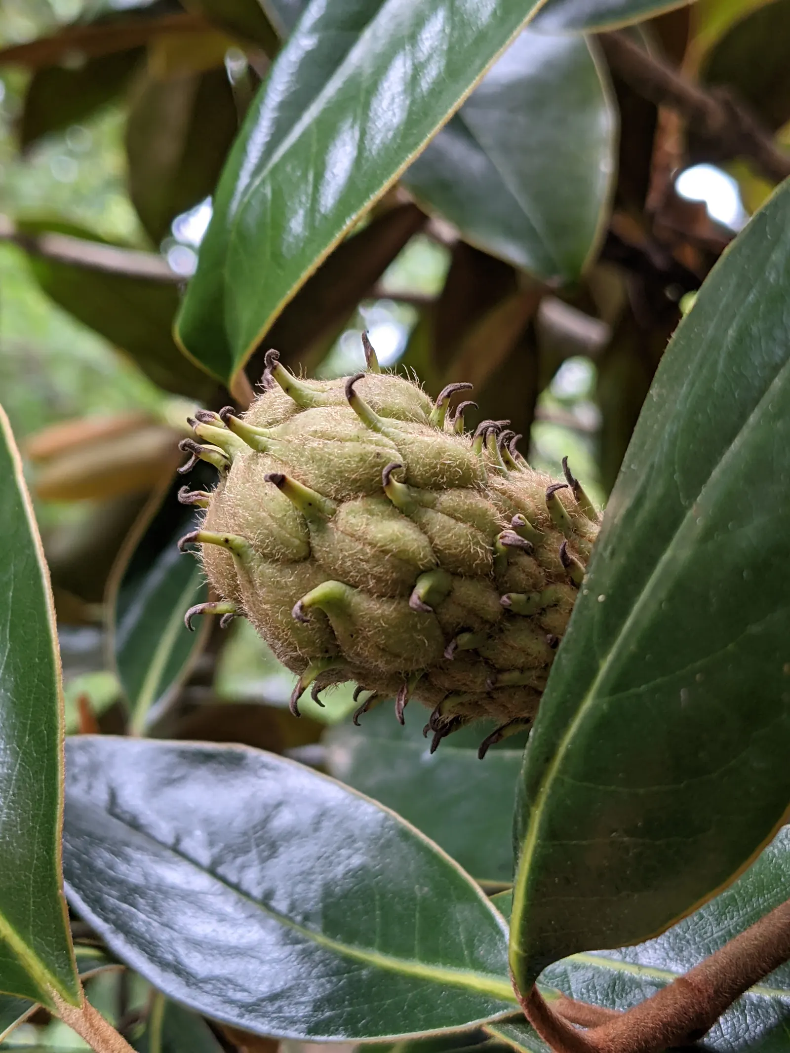 Southern Magnolia (Magnolia Grandiflora Espalier) — The flowers give off a heady, sweet scent and can be up to 12 inches in diameter; creamy white, image 50