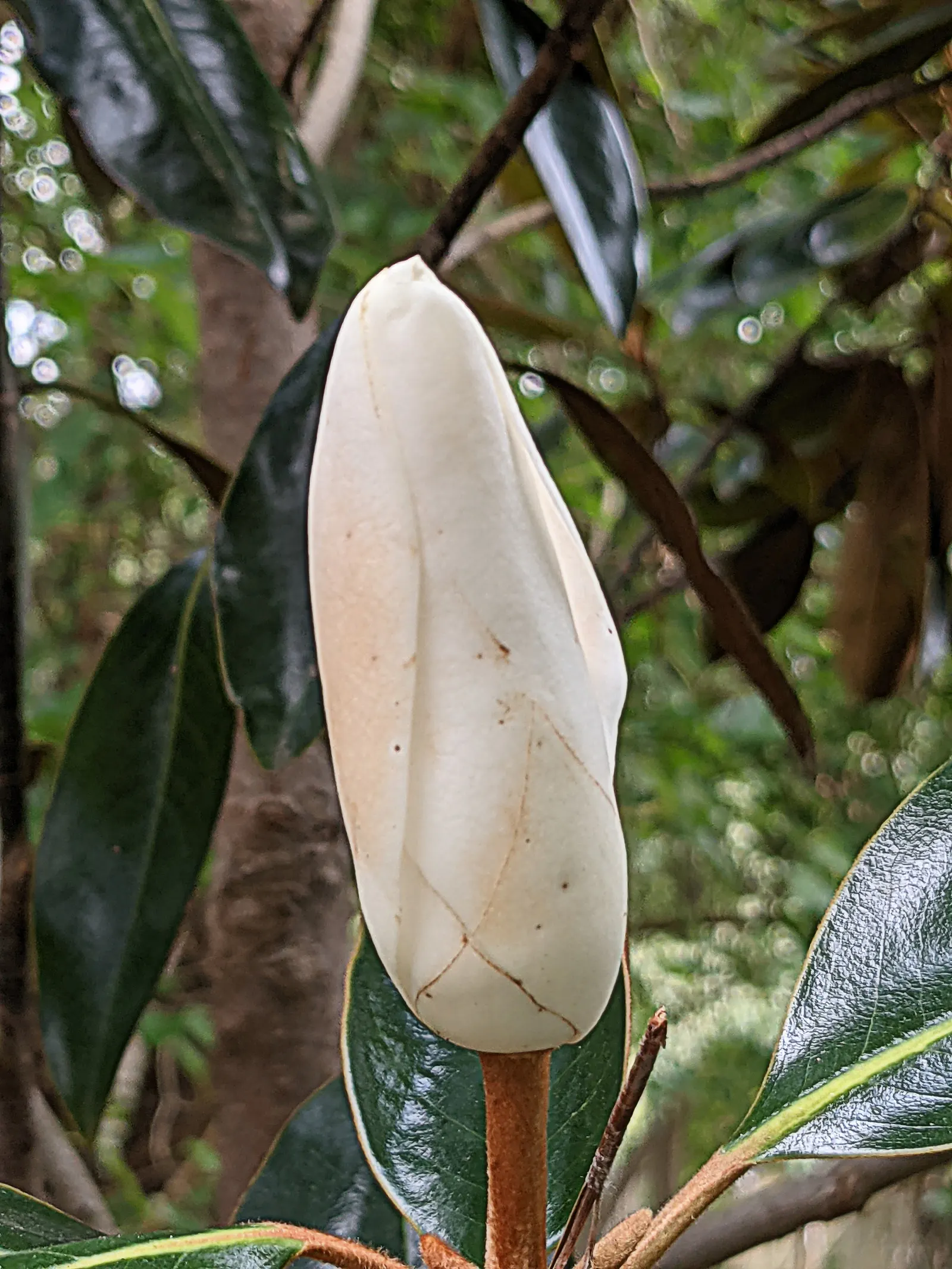 Southern Magnolia (Magnolia Grandiflora Espalier) — Ideal for creating a lush, vertical accent in limited spaces with well-draining, acidic soil, image 99
