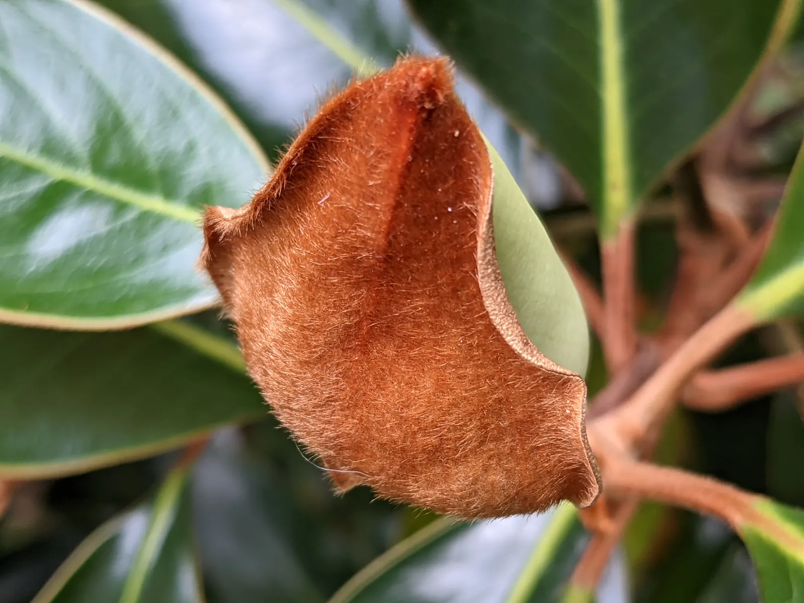 Southern Magnolia (Magnolia Grandiflora Espalier) — dark green leaves that provide a striking backdrop to its saucer-sized flowers; it thrives in, image 85