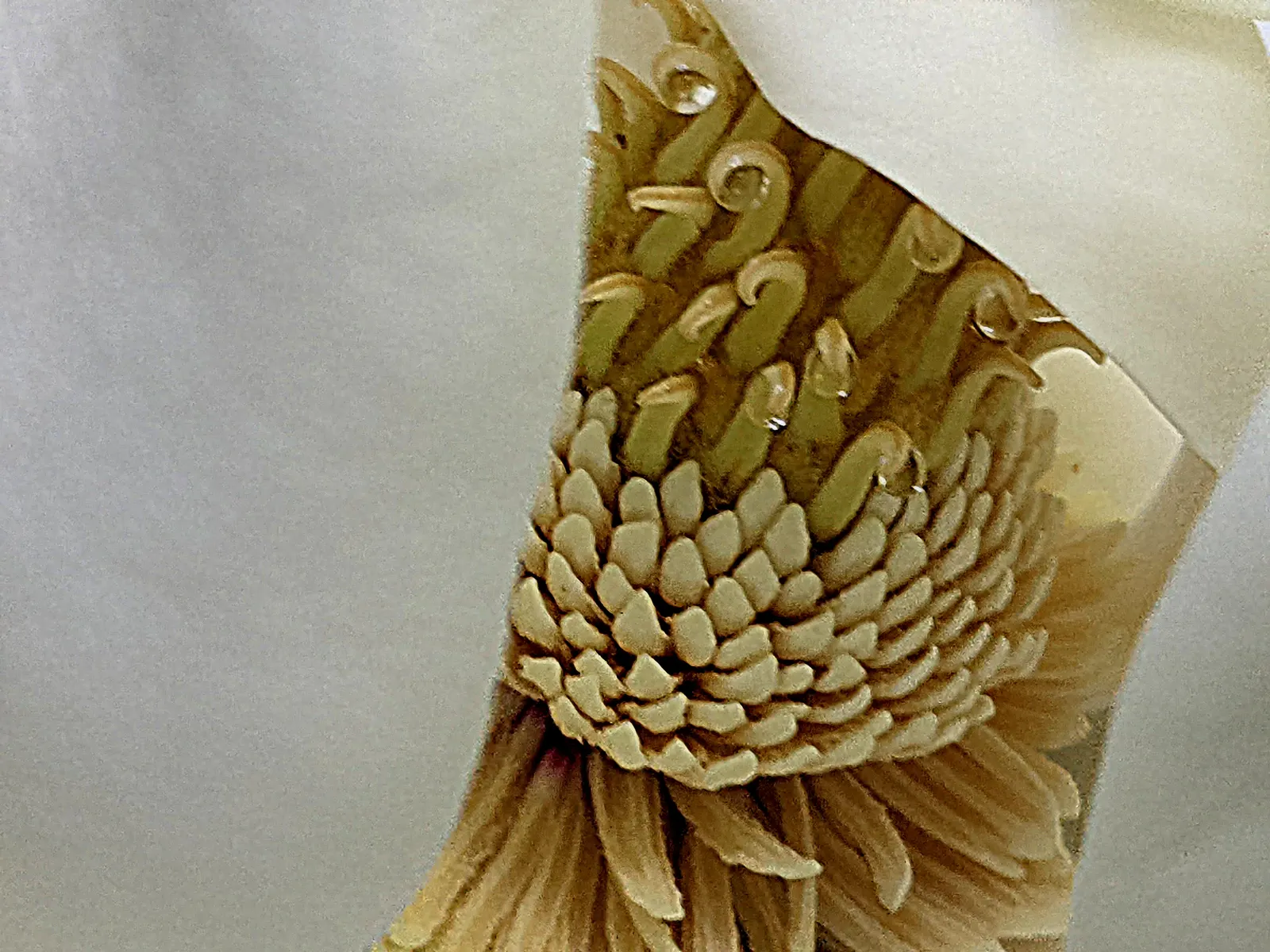 Southern Magnolia (Magnolia Grandiflora Espalier) — especially during the establishment phase and hot spells; hardy in USDA zones 7 through 10, image 73