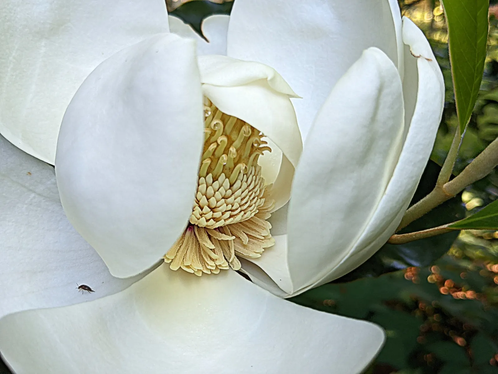 Southern Magnolia (Magnolia Grandiflora Espalier) — which can grow up to 8 inches long, image 67