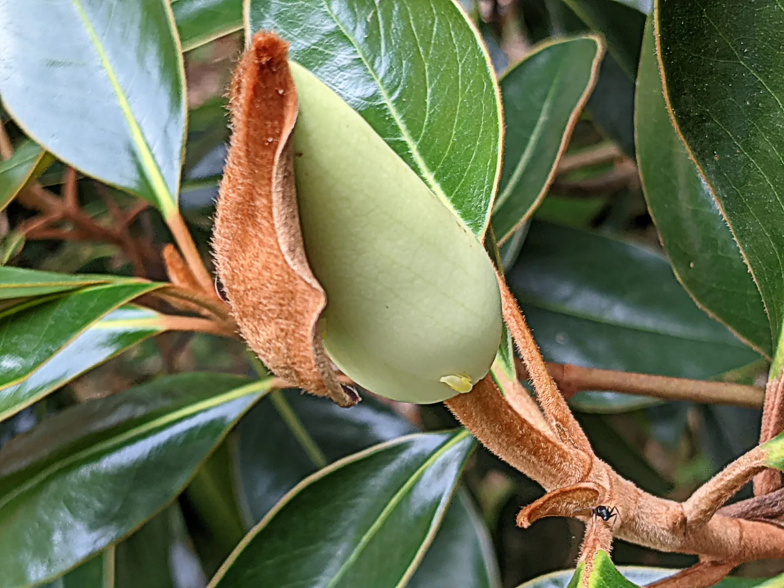 Southern Magnolia (Magnolia Grandiflora Espalier) — which can grow up to 8 inches long, image 105