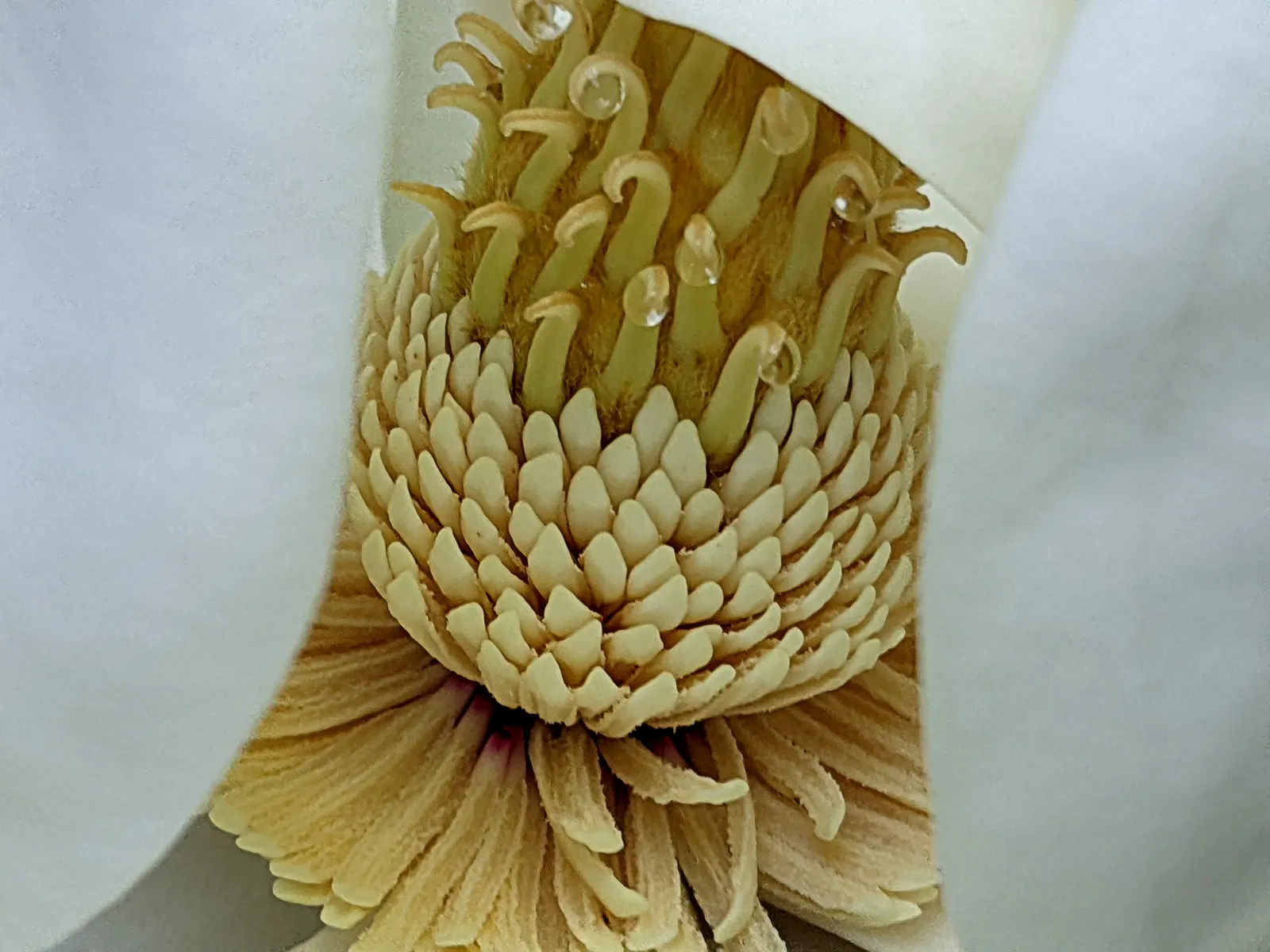 Southern Magnolia (Magnolia Grandiflora Espalier) — it is trained to grow in a flat; or Magnolia grandiflora 'Espalier', image 82