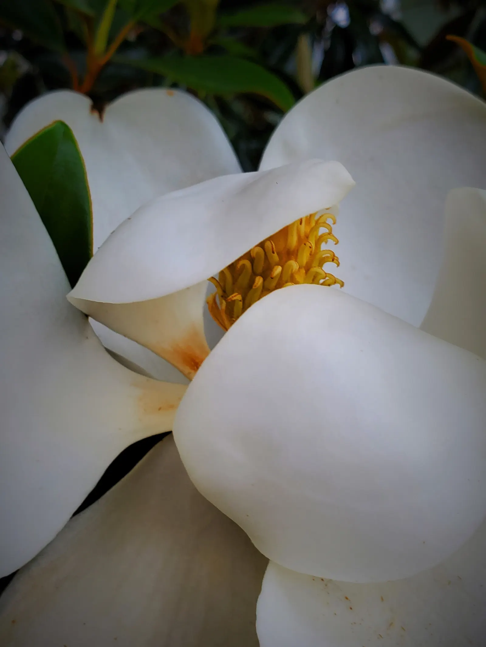 Southern Magnolia (Magnolia Grandiflora Espalier) — Ideal for creating a lush, vertical accent in limited spaces with well-draining, acidic soil