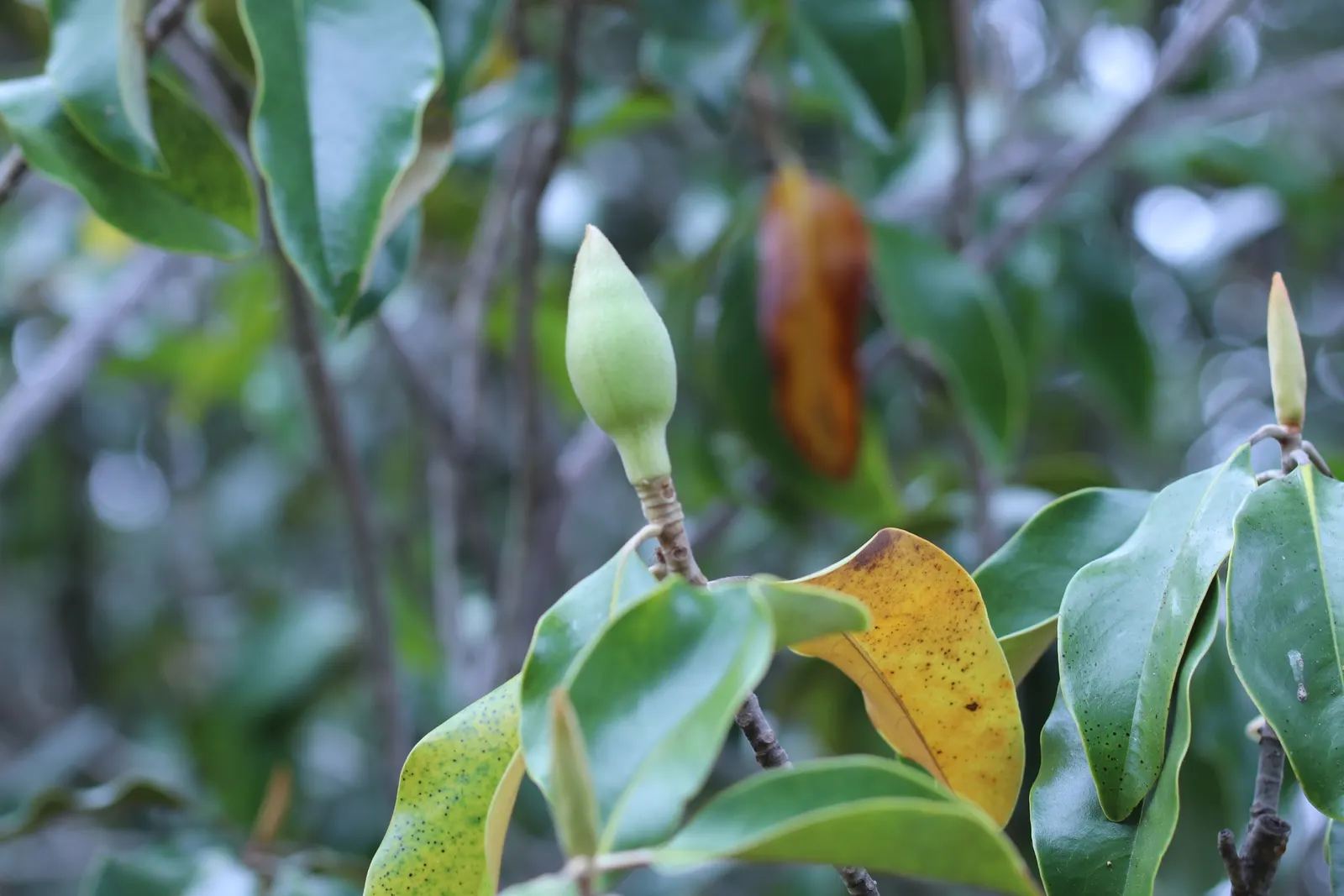Southern Magnolia (Magnolia Grandiflora Espalier) — As an espalier, it's trained to grow flat against a structure, reaching up to 20 feet tall and, image 78