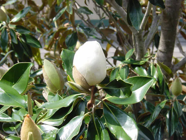 Southern Magnolia (Magnolia Grandiflora Espalier) — it requires regular watering; with a spread of 6 to 10 feet