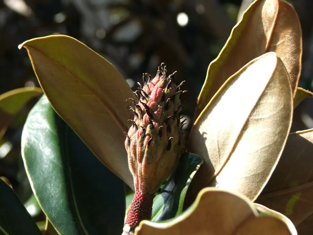 Southern Magnolia (Magnolia Grandiflora Espalier) — This plant prefers full sun to partial shade and flourishes in well-draining, acidic soil; the, image 89