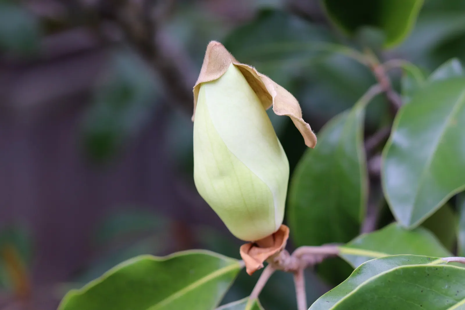 Southern Magnolia (Magnolia Grandiflora Espalier) — This plant prefers full sun to partial shade and flourishes in well-draining, acidic soil; the, image 108