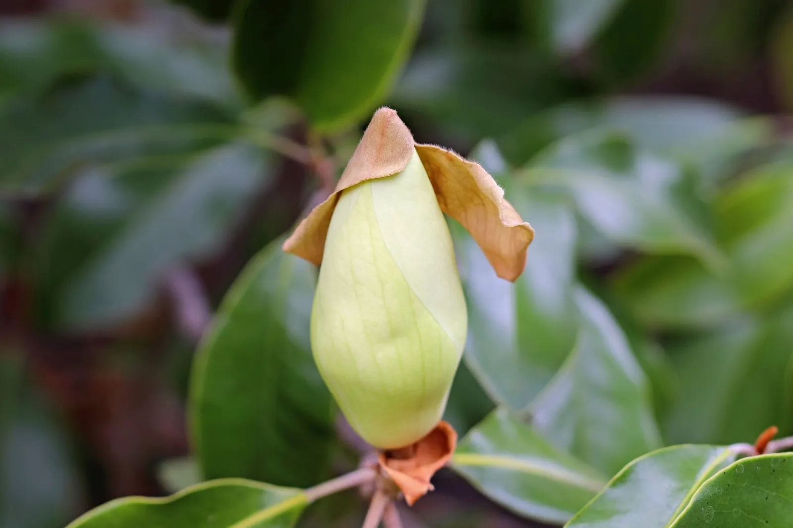 Southern Magnolia (Magnolia Grandiflora Espalier) — It thrives in zones 7-9 and prefers full sun to partial shade