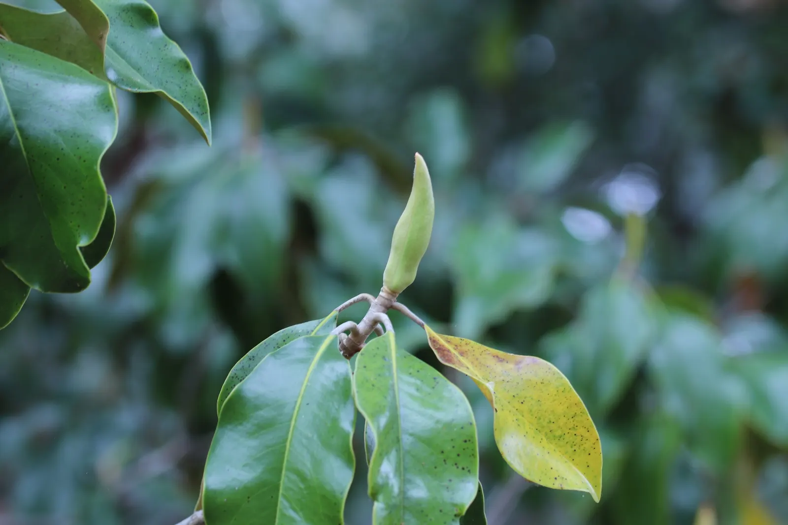 Southern Magnolia (Magnolia Grandiflora Espalier) — or Magnolia grandiflora 'Espalier'; ideal for creating a lush, vertical accent in limited, image 96