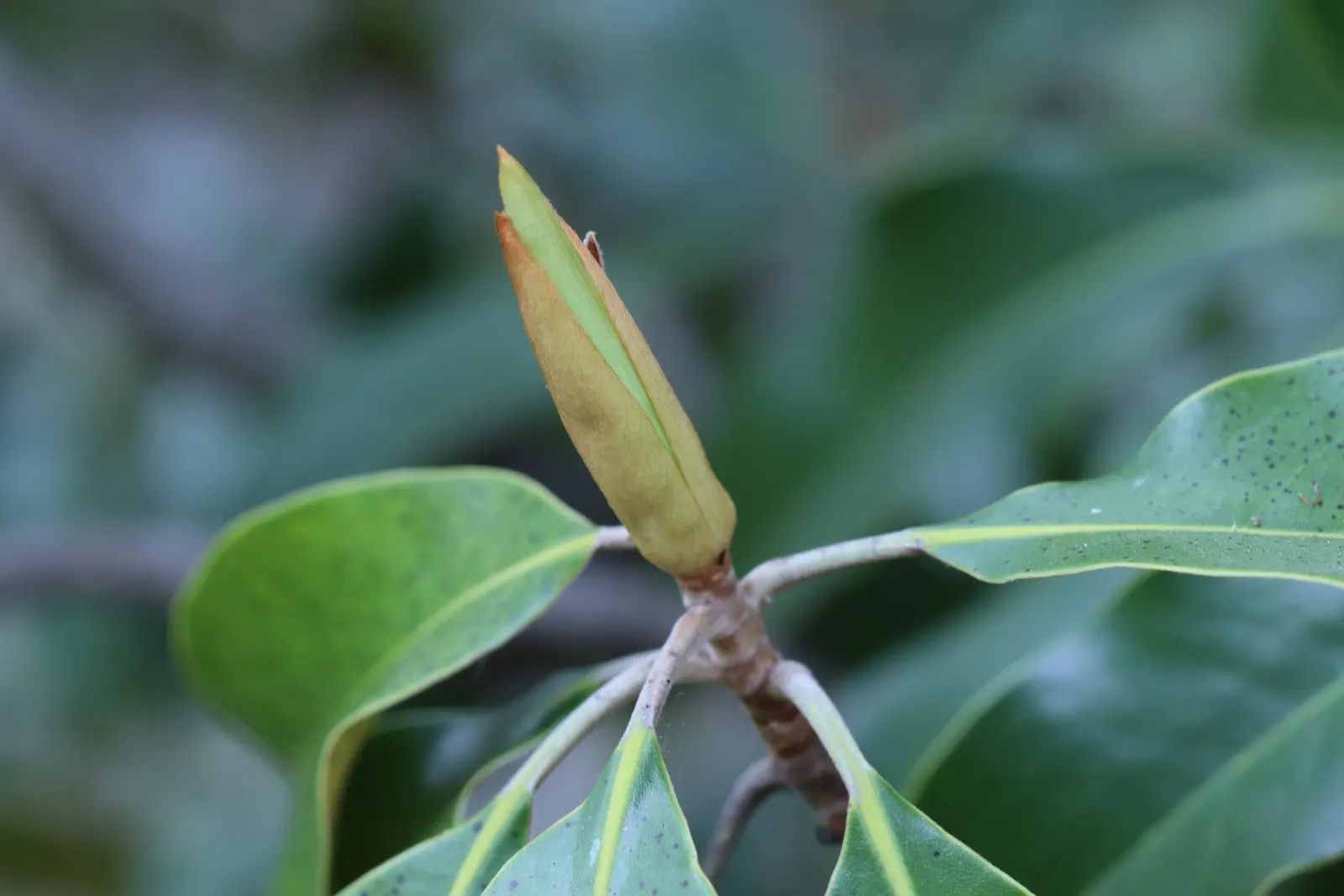 Southern Magnolia (Magnolia Grandiflora Espalier) — white flowers in the garden; as an espalier, it's trained to grow flat against a structure, image 74