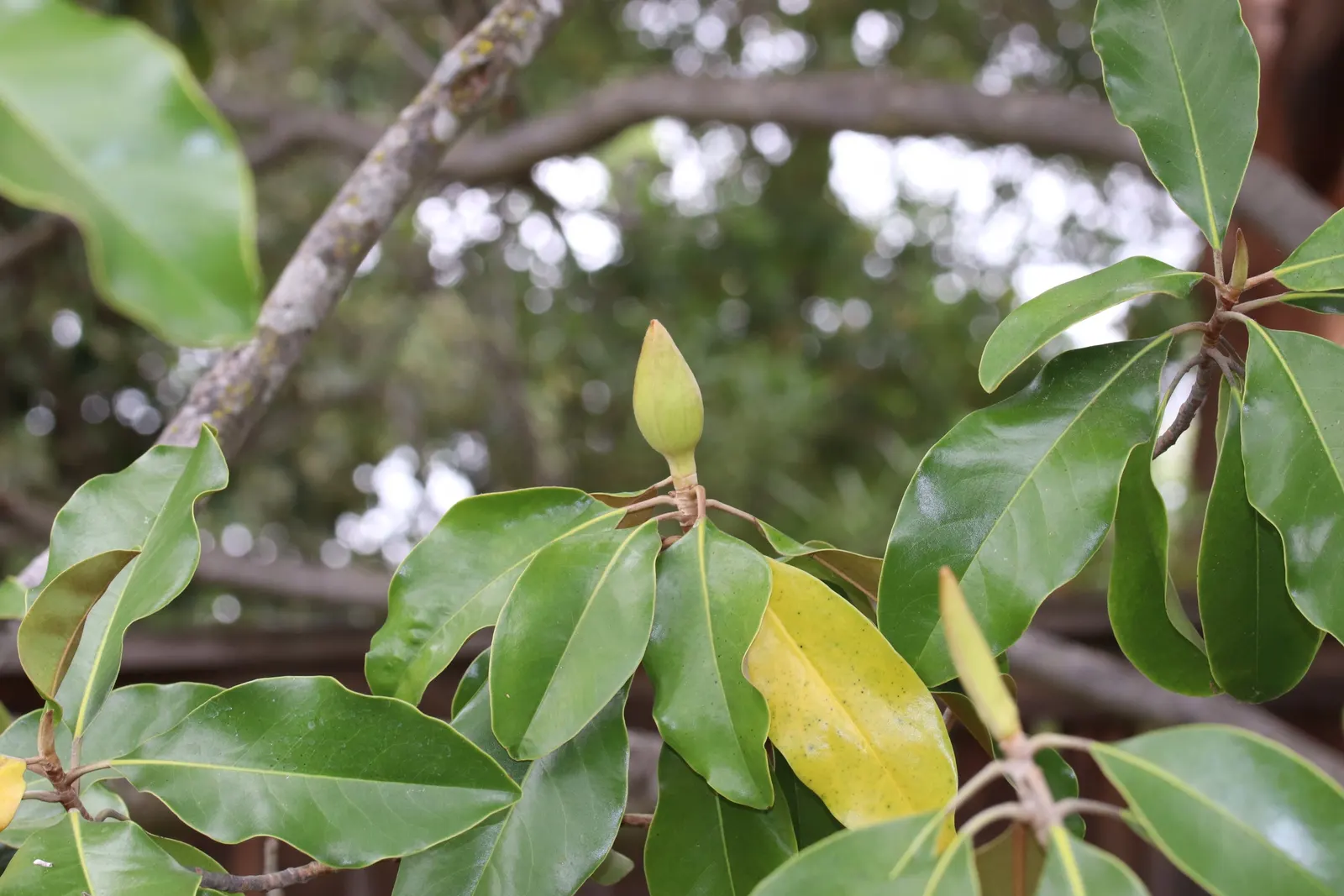Southern Magnolia (Magnolia Grandiflora Espalier) — It thrives in zones 7-9 and prefers full sun to partial shade; tree with white blooms, image 41