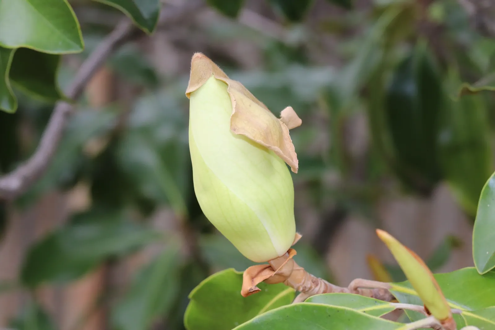 Southern Magnolia (Magnolia Grandiflora Espalier) — This plant prefers full sun to partial shade and flourishes in well-draining, acidic soil; the flowers give