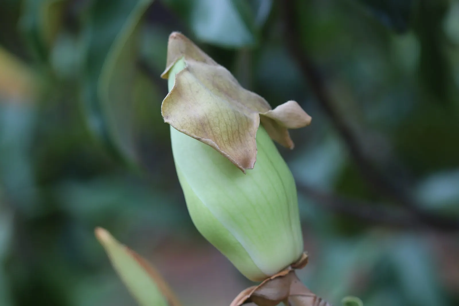 Southern Magnolia (Magnolia Grandiflora Espalier) — it requires regular watering; with a spread of 6 to 10 feet, image 91