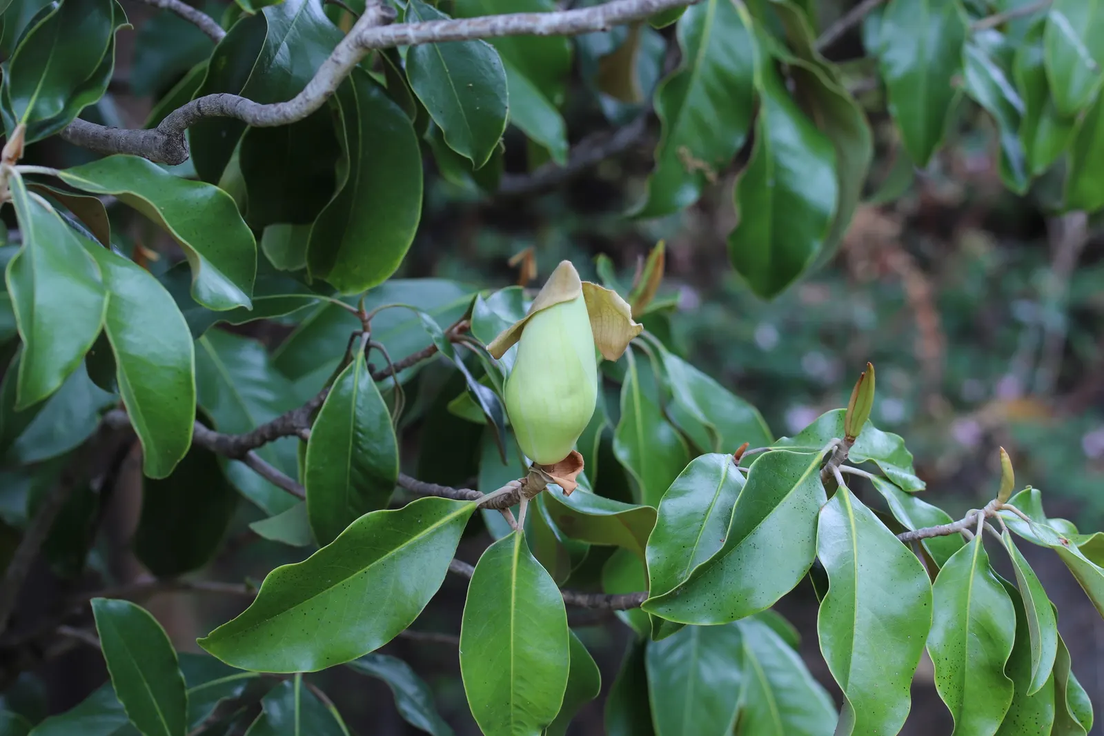 Southern Magnolia (Magnolia Grandiflora Espalier) — It thrives in zones 7-9 and prefers full sun to partial shade; tree with white blooms
