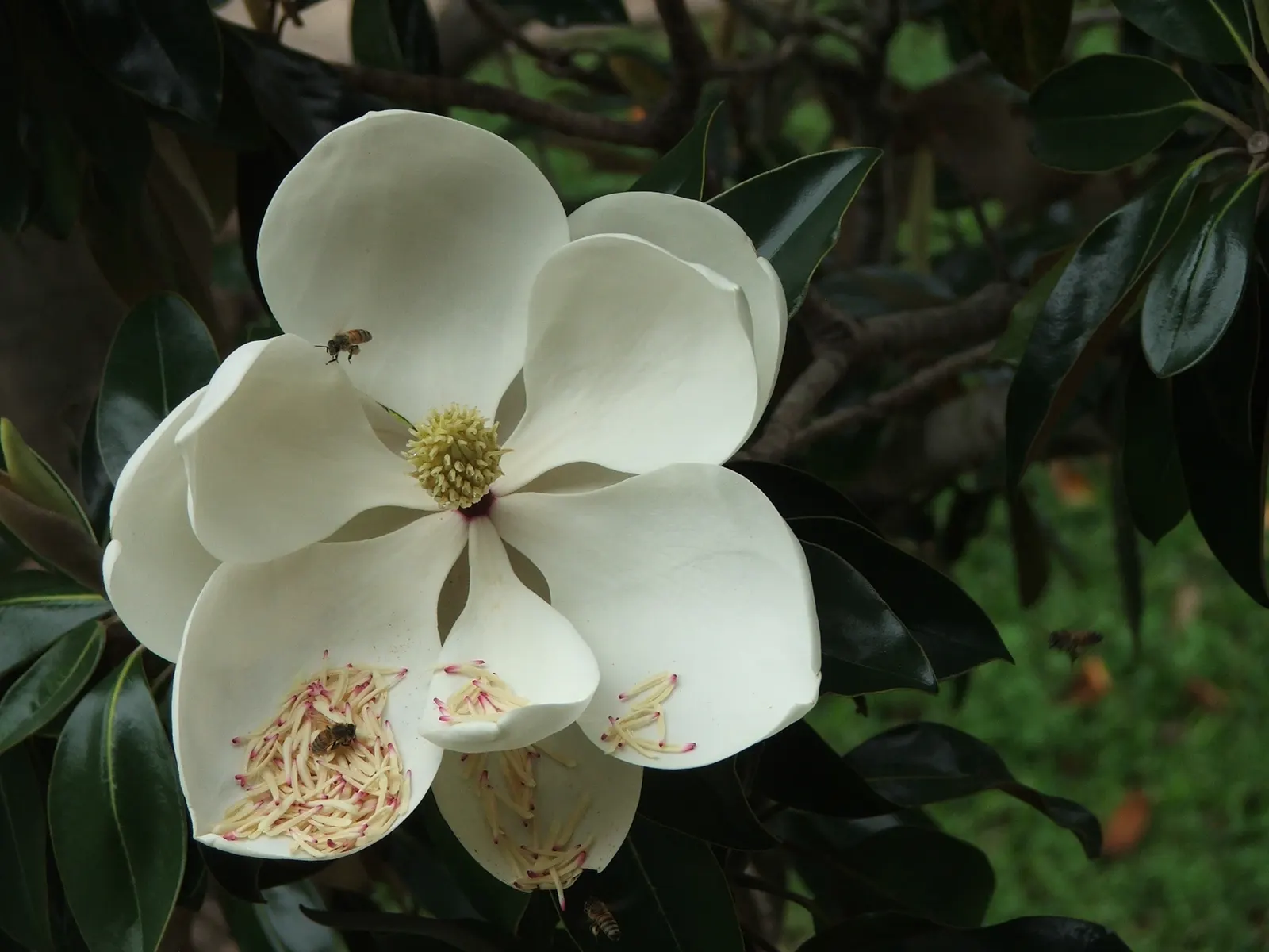 Southern Magnolia (Magnolia Grandiflora Espalier) — this architectural plant features glossy; it requires regular watering, image 65