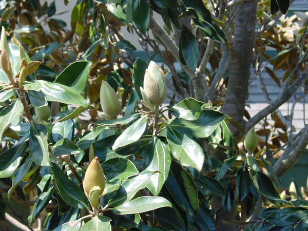 Southern Magnolia (Magnolia Grandiflora Espalier) — dark green leaves that provide a striking backdrop to its saucer-sized flowers; it thrives in, image 47