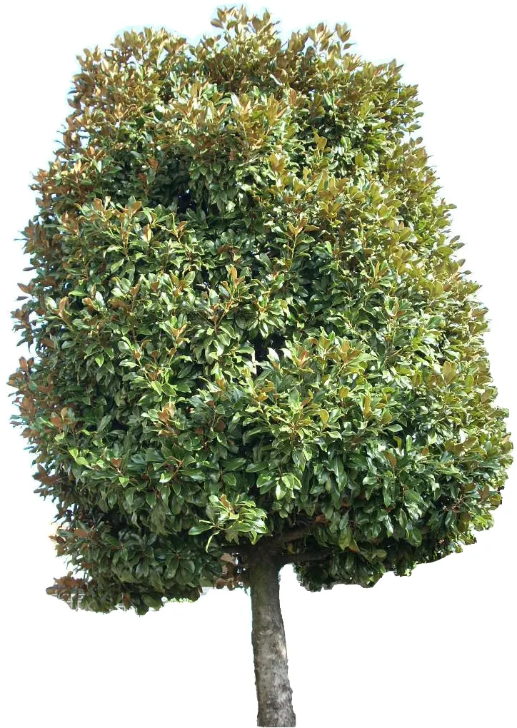 Southern Magnolia (Magnolia Grandiflora Espalier) — This plant prefers full sun to partial shade and flourishes in well-draining, acidic soil