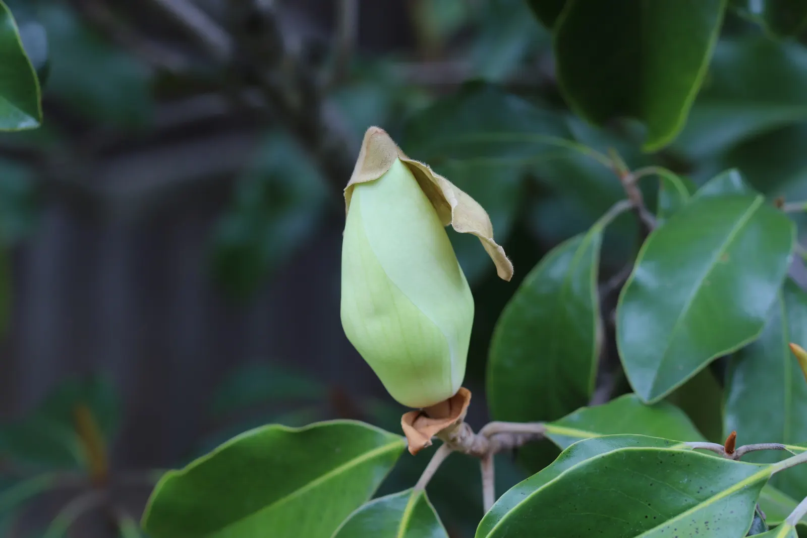 Southern Magnolia (Magnolia Grandiflora Espalier) — tree for full or half; especially during the establishment phase and hot spells