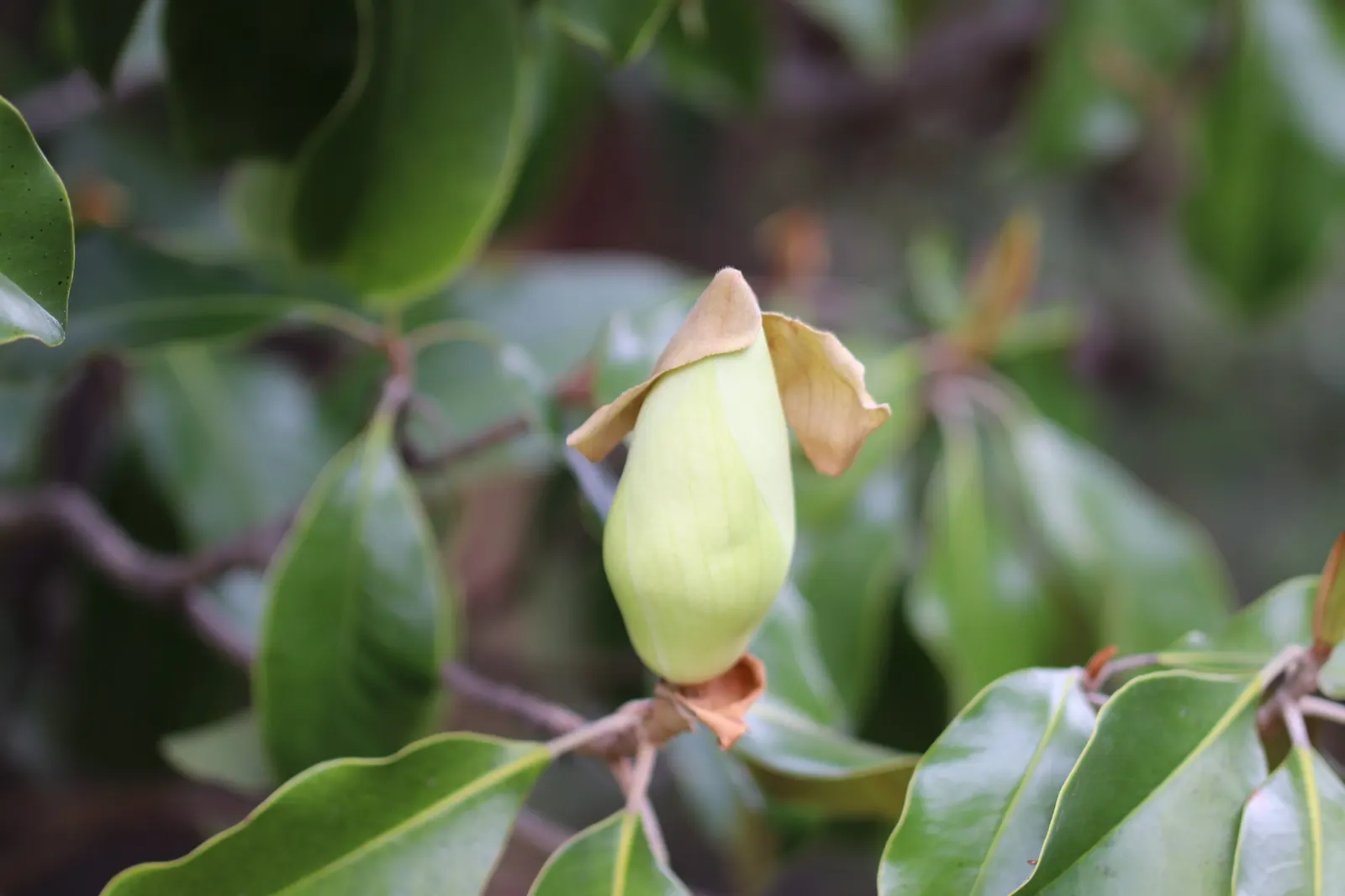 Southern Magnolia (Magnolia Grandiflora Espalier) — tree for full or half; especially during the establishment phase and hot spells, image 57