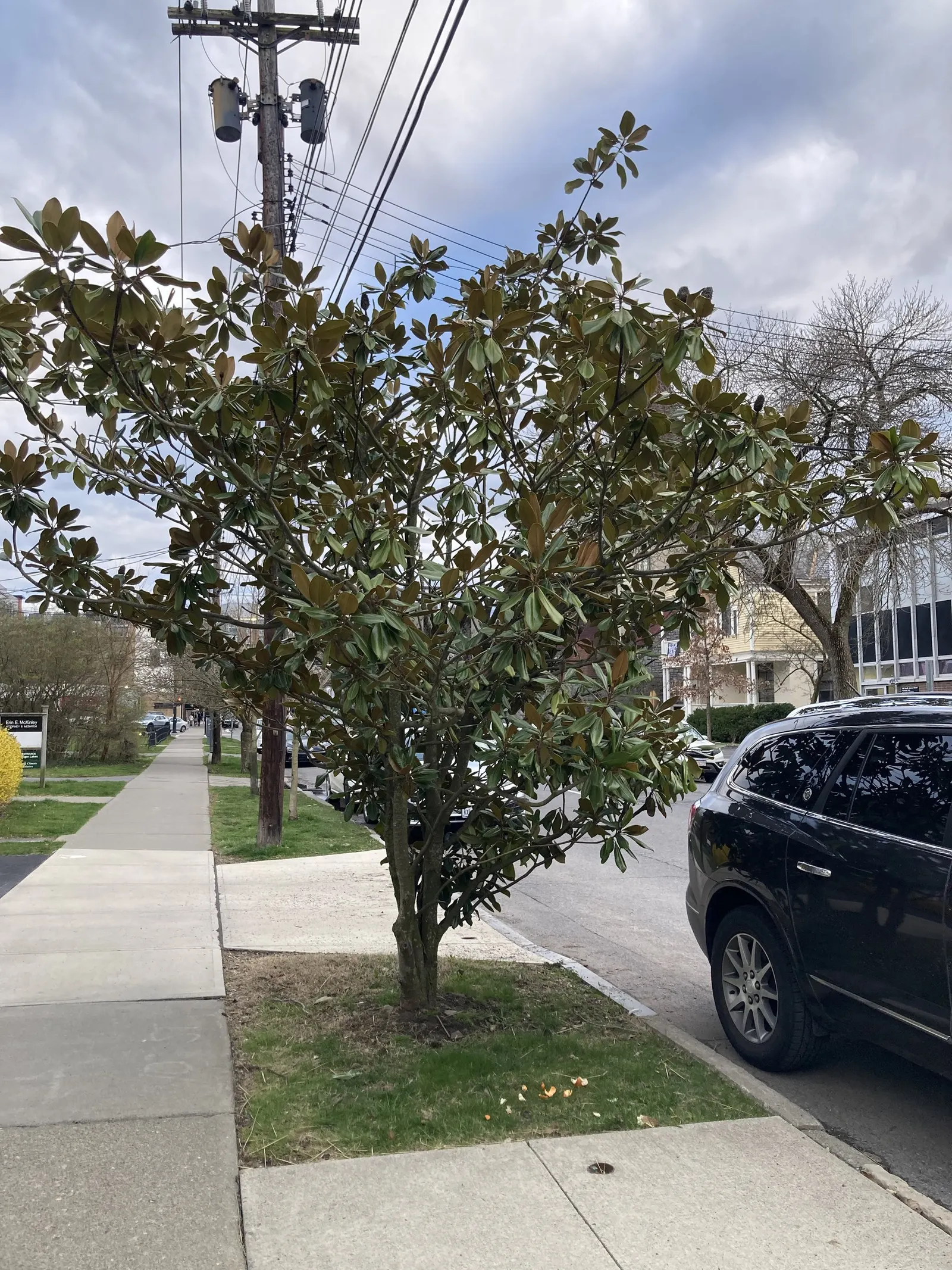 Southern Magnolia (Magnolia Grandiflora Espalier) — tree for full or half; especially during the establishment phase and hot spells, image 76