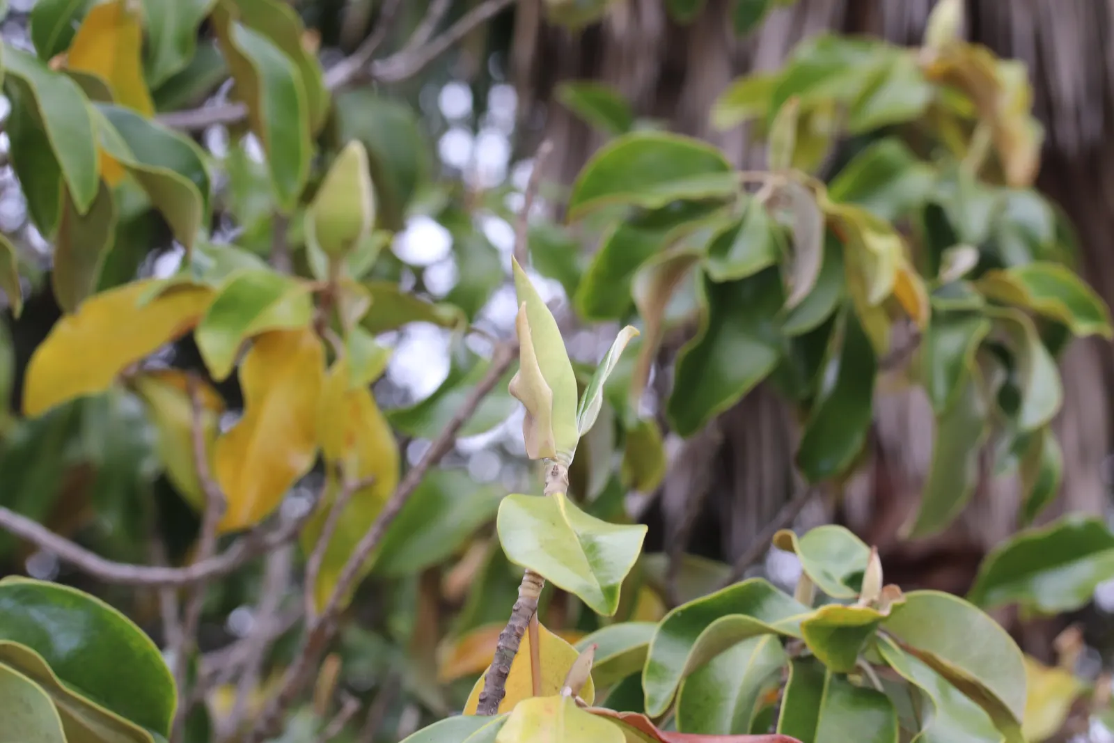 Southern Magnolia (Magnolia Grandiflora Espalier) — with each blossom lasting for about a week; white flowers in the garden, image 49