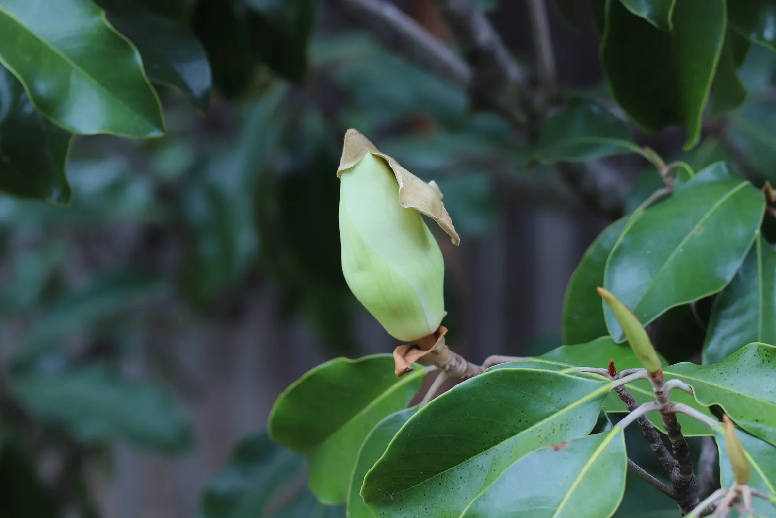 Southern Magnolia (Magnolia Grandiflora Espalier) — with each blossom lasting for about a week