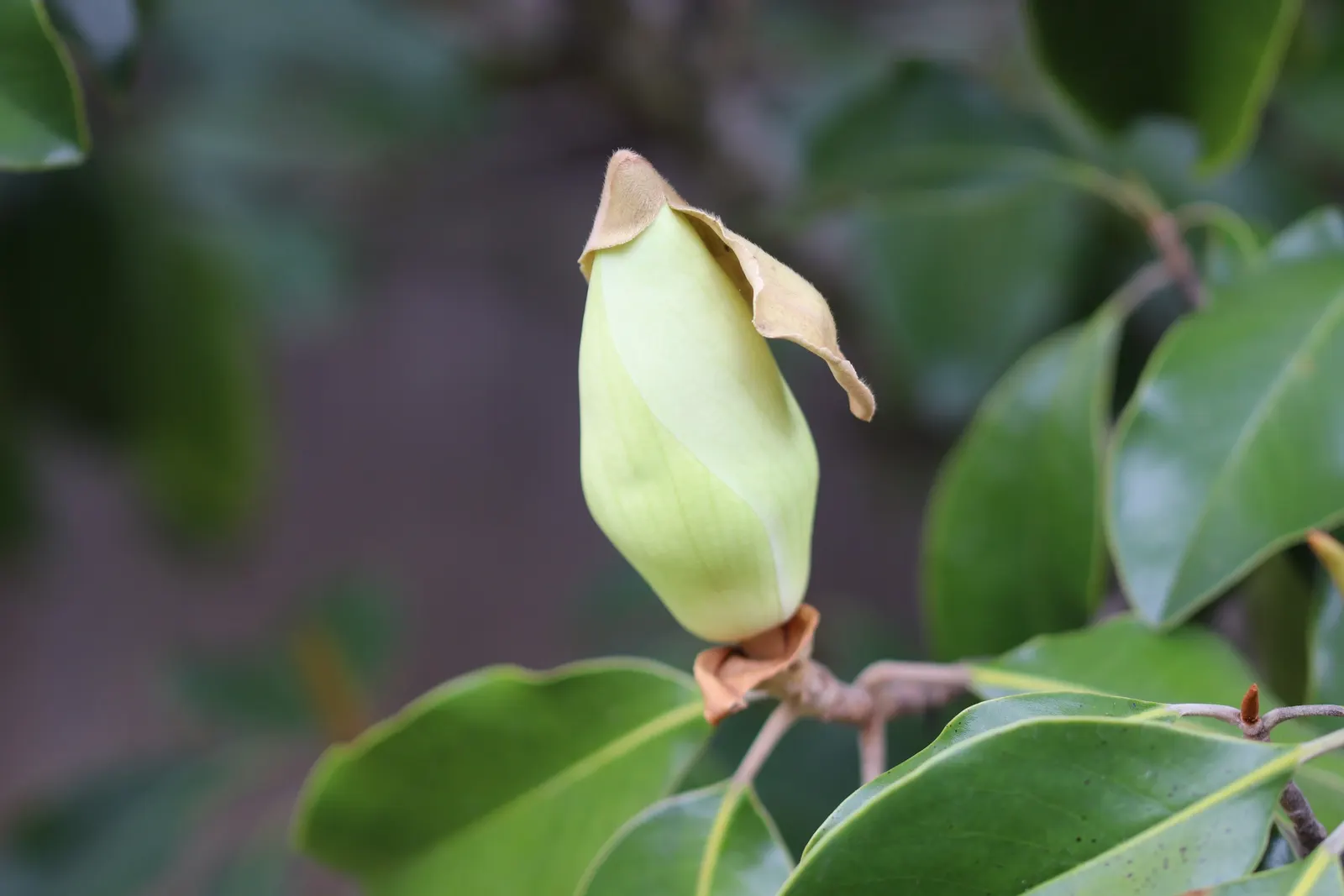 Southern Magnolia (Magnolia Grandiflora Espalier) — which can grow up to 8 inches long, image 86