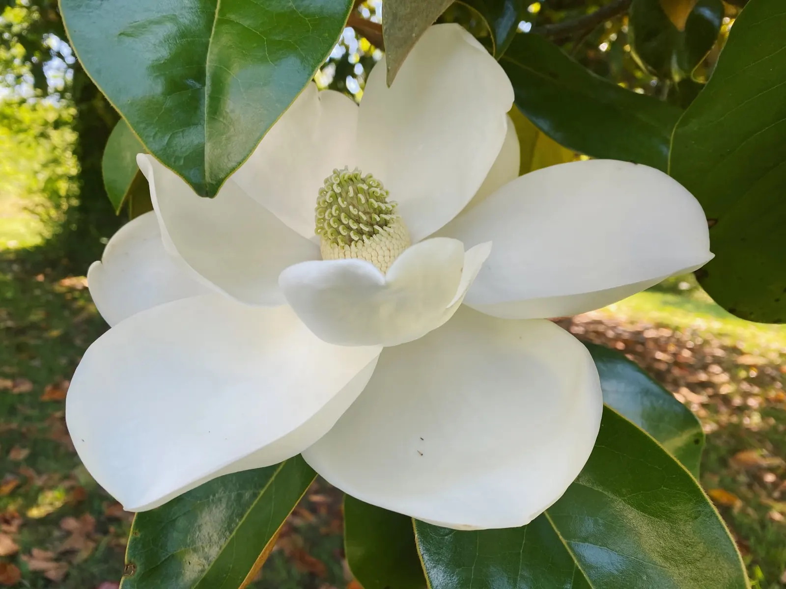 Southern Magnolia (Magnolia Grandiflora Espalier) — dark green leaves that provide a striking backdrop to its saucer-sized flowers; it thrives in zones 7-9 and