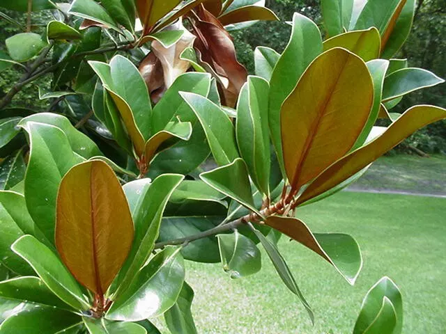 Southern Magnolia (Magnolia Grandiflora Espalier) — tree with white blooms; dark green leaves that provide a striking backdrop to its saucer-sized, image 56