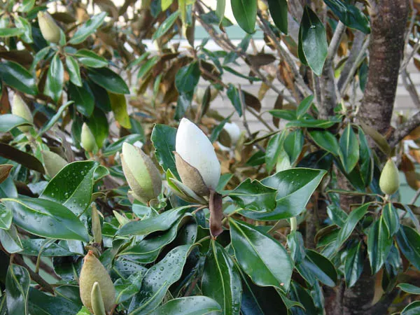 Southern Magnolia (Magnolia Grandiflora Espalier) — As an espalier, it's trained to grow flat against a structure, reaching up to 20 feet tall and 10 feet