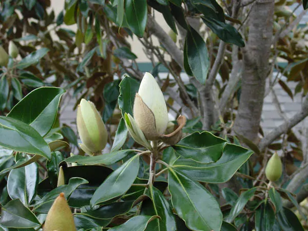 Southern Magnolia (Magnolia Grandiflora Espalier) — with a spread of 6 to 10 feet; this architectural plant features glossy