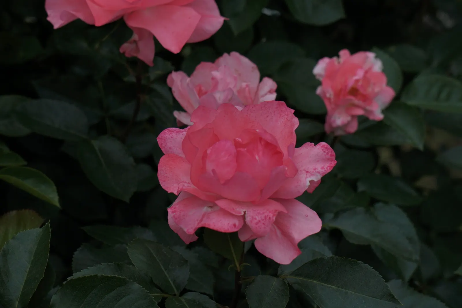 Passionate Kisses Rose (Rosa 'Passionate Kisses') — Its bushy, compact form reaches up to 3 feet in height and width, making it ideal for borders and containers