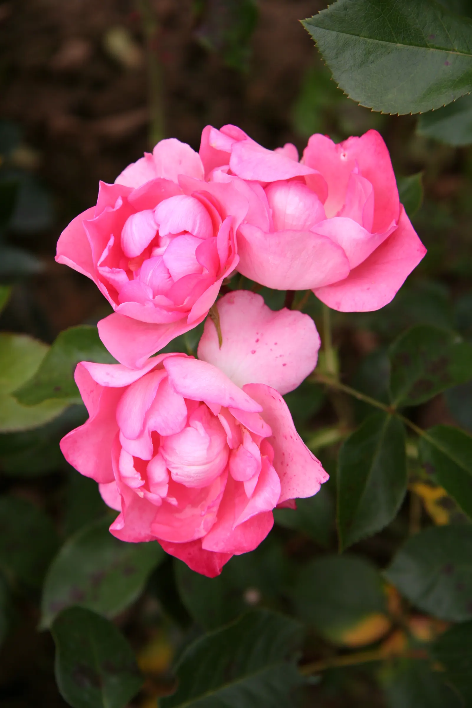 Passionate Kisses Rose (Rosa 'Passionate Kisses') — This disease-resistant variety offers continuous blooms from late spring to fall