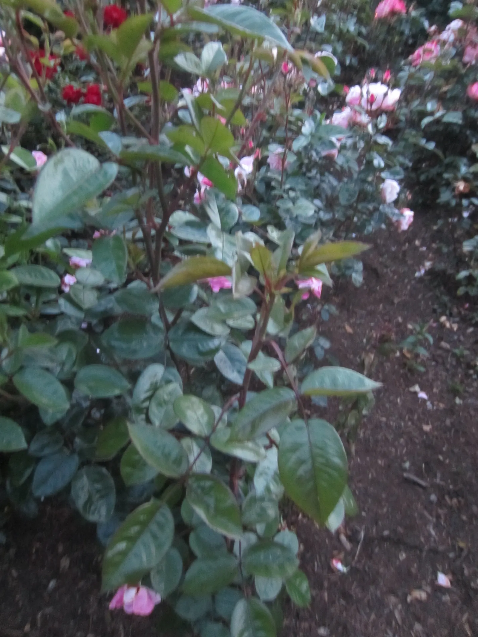 Passionate Kisses Rose (Rosa 'Passionate Kisses') — eye-catching blooms and resilient nature