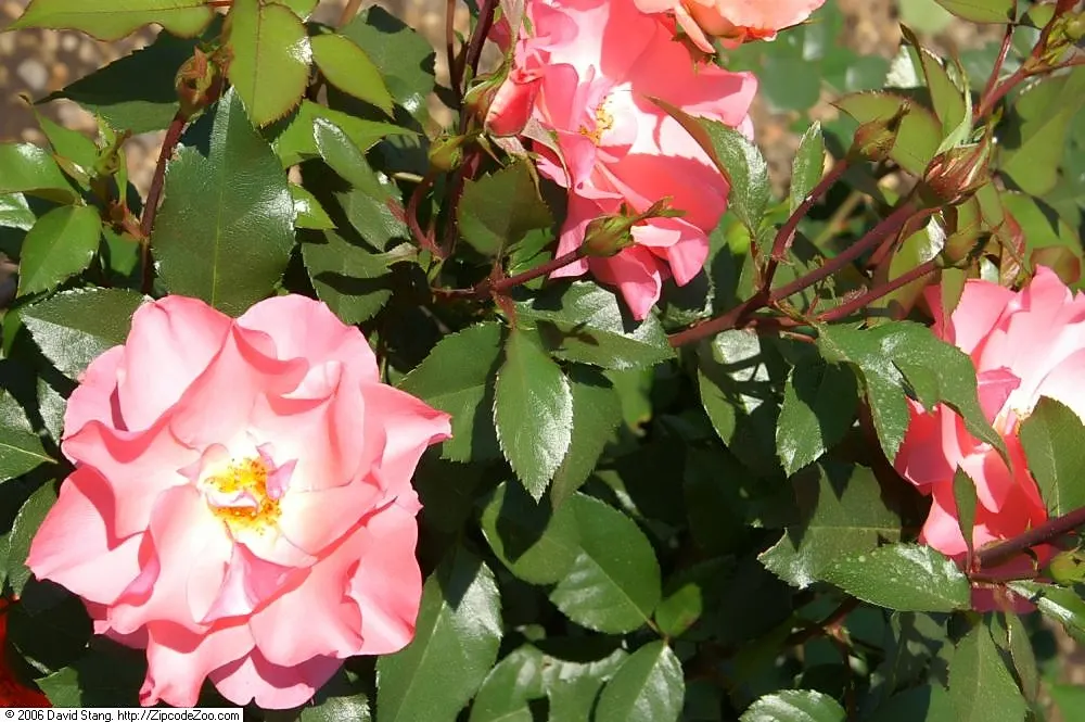 Passionate Kisses Rose (Rosa 'Passionate Kisses') — This rose prefers full sun