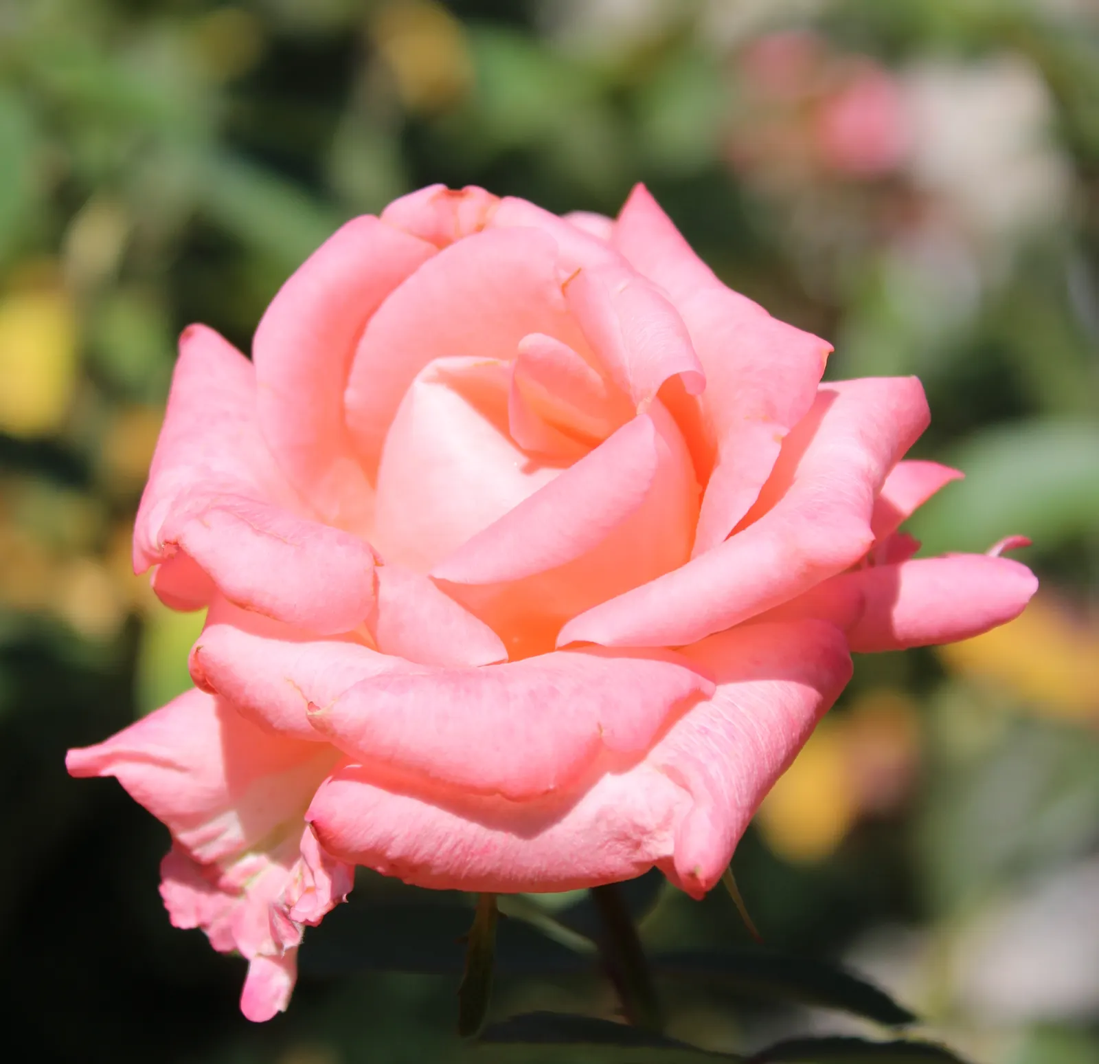 Passionate Kisses Rose (Rosa 'Passionate Kisses') — providing substantial coverage and color to beds and borders