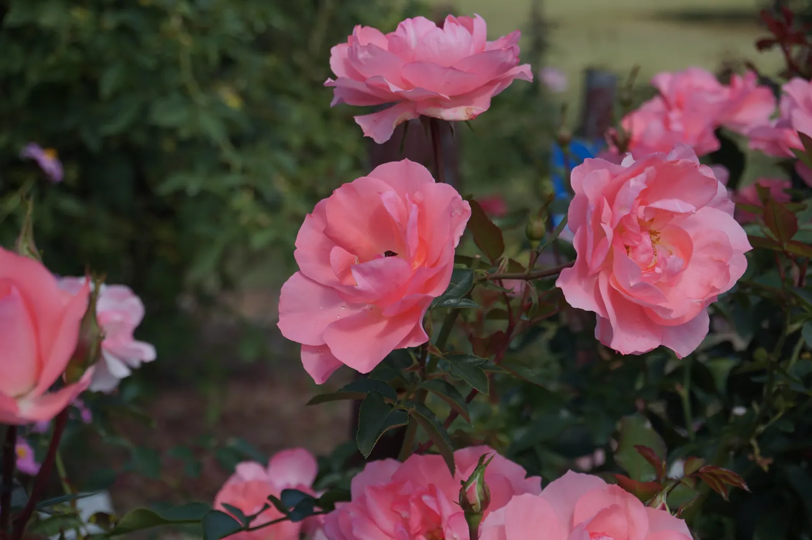 Passionate Kisses Rose (Rosa 'Passionate Kisses') — 'Passionate Kisses' typically reaches a mature height of 2.5 to 4 feet and spreads about the same