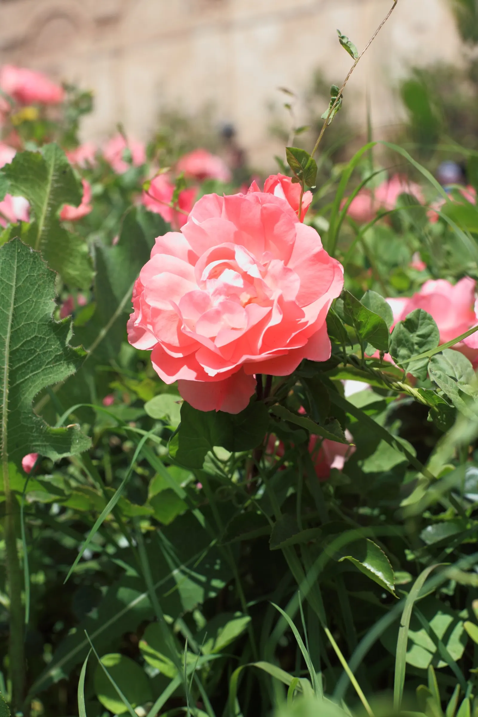 Passionate Kisses Rose (Rosa 'Passionate Kisses') — Hardy to USDA Zone 6, it flourishes in full sun and well-drained soil, requiring moderate watering