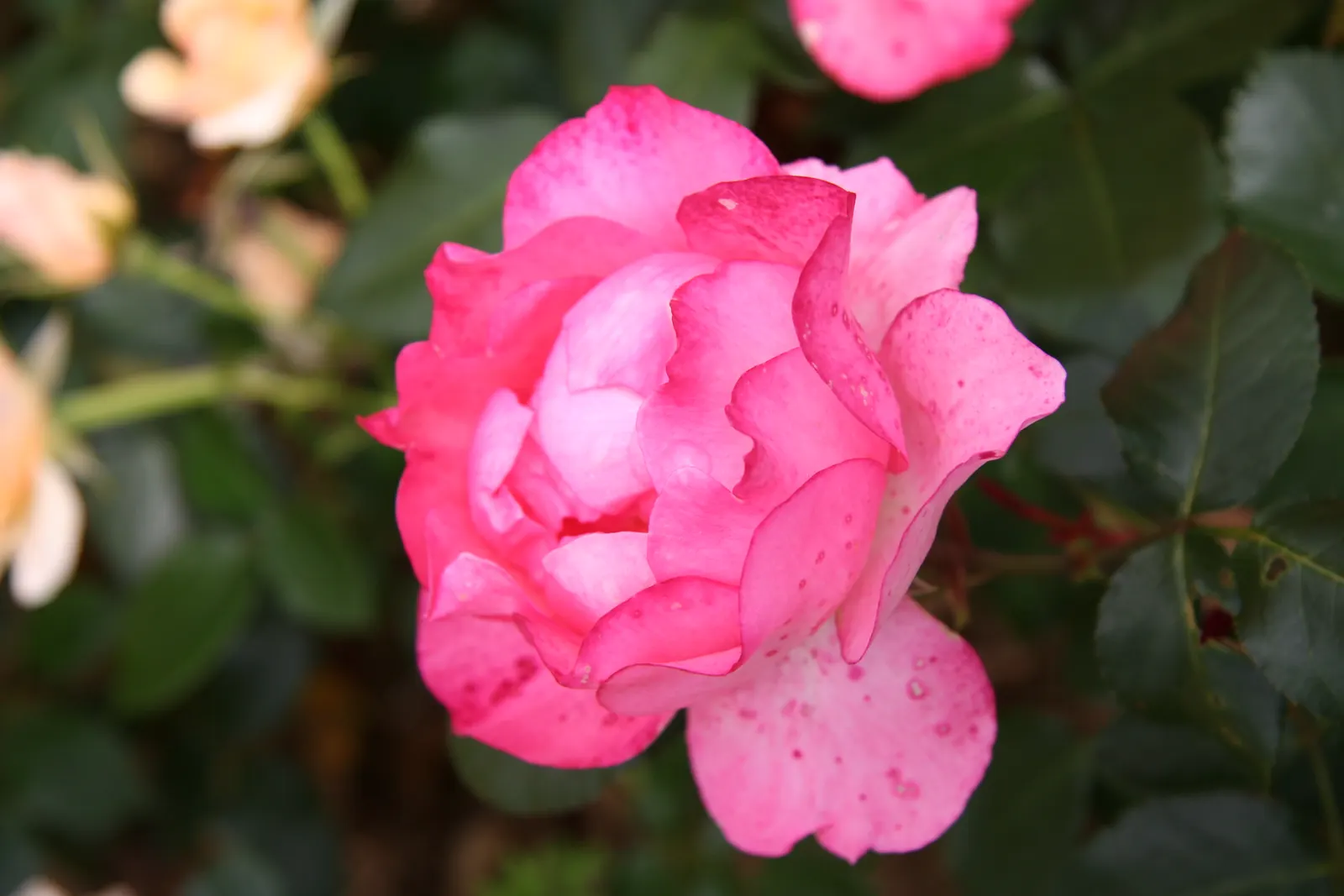 Passionate Kisses Rose (Rosa 'Passionate Kisses') — Rosa 'Passionate Kisses' is a floribunda rose boasting semi-double