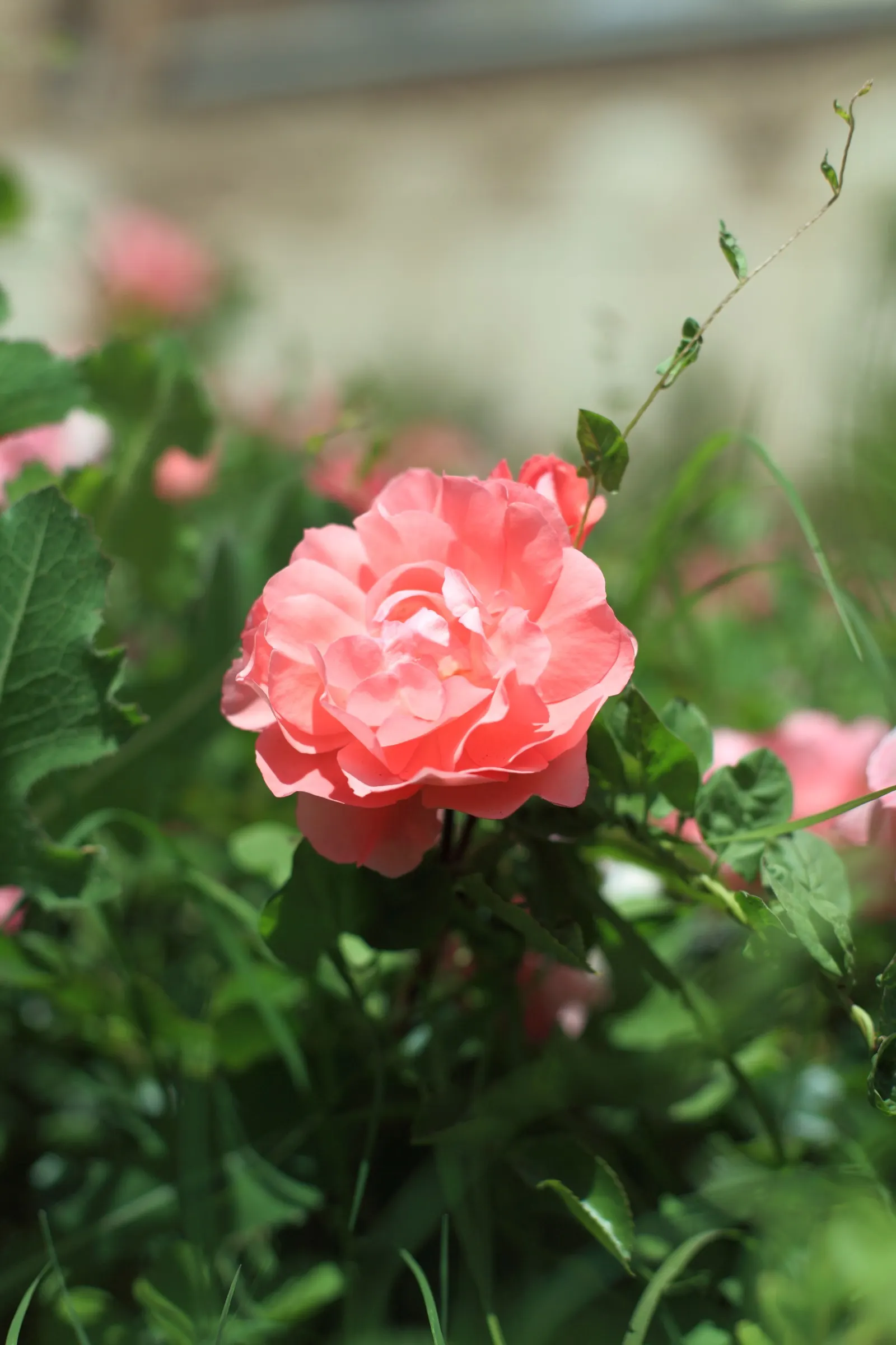 Passionate Kisses Rose (Rosa 'Passionate Kisses') — adding vibrant color and charm to any garden space
