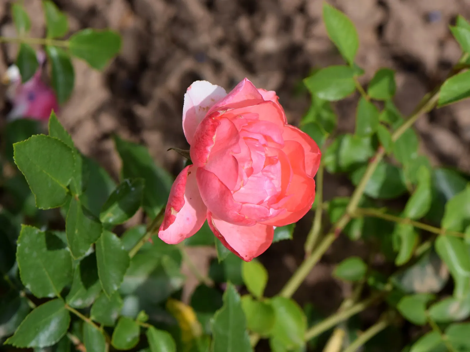 Passionate Kisses Rose (Rosa 'Passionate Kisses') — This particular rose showcases semi-double