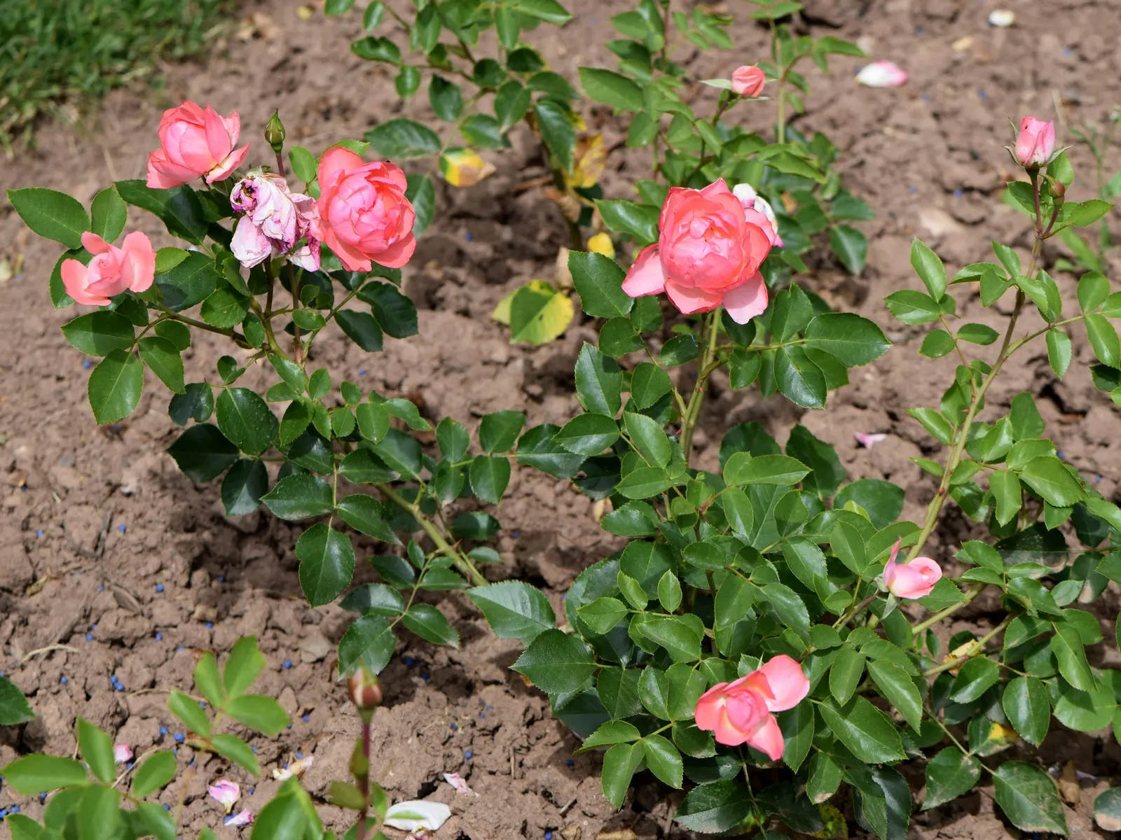 Passionate Kisses Rose (Rosa 'Passionate Kisses') — coral-pink flowers that can grow to approximately 4 inches in diameter