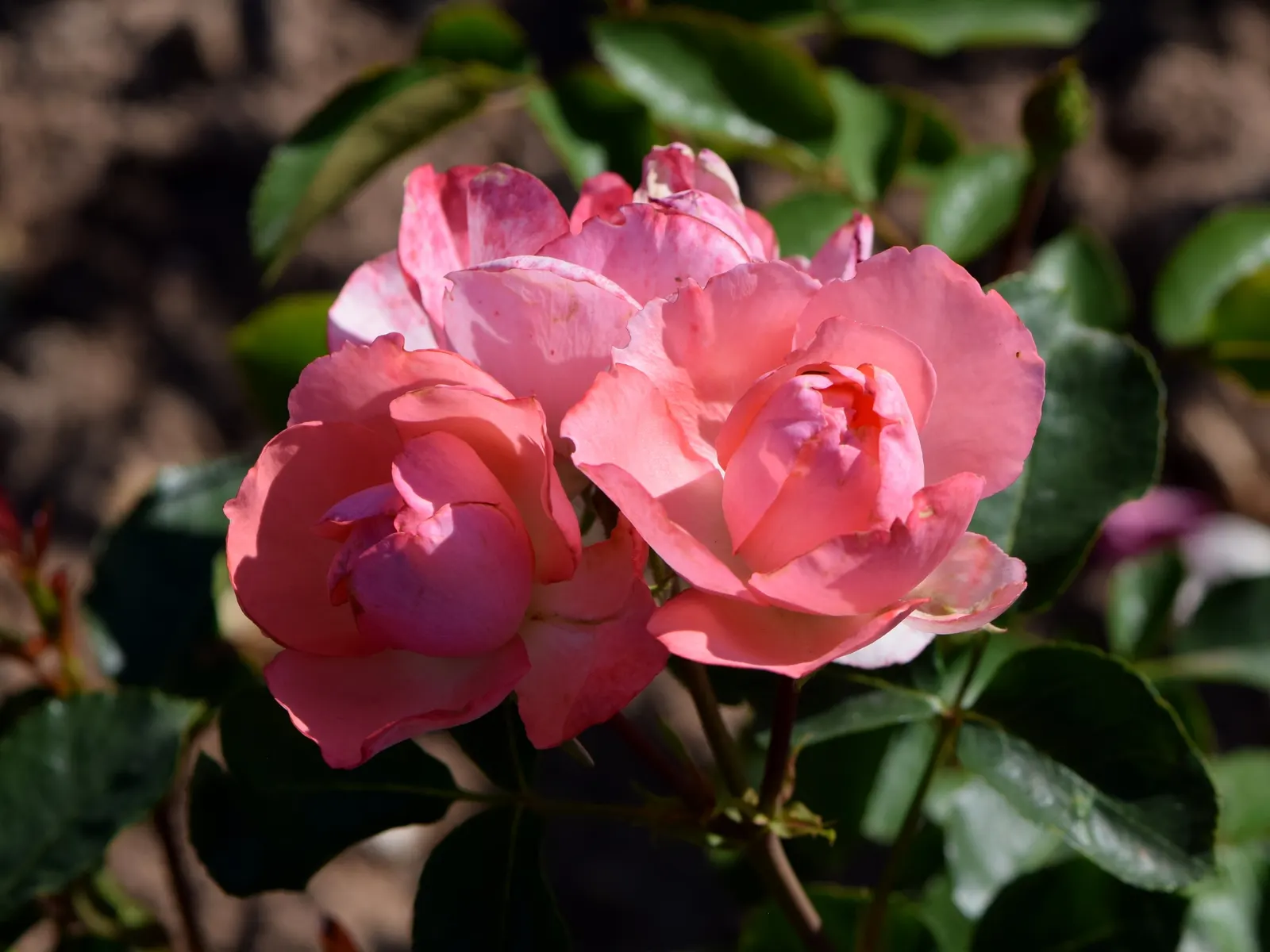 Passionate Kisses Rose (Rosa 'Passionate Kisses') — creating a visually stunning contrast against its glossy