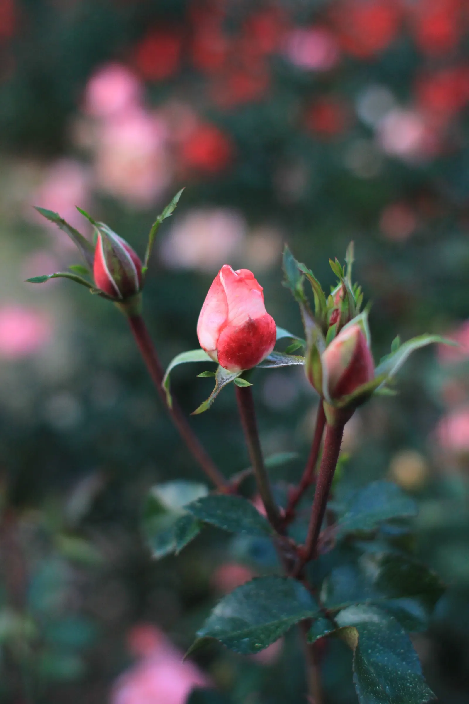 Passionate Kisses Rose (Rosa 'Passionate Kisses') — fragrant blossoms.<br><br>Exceptionally disease-resistant