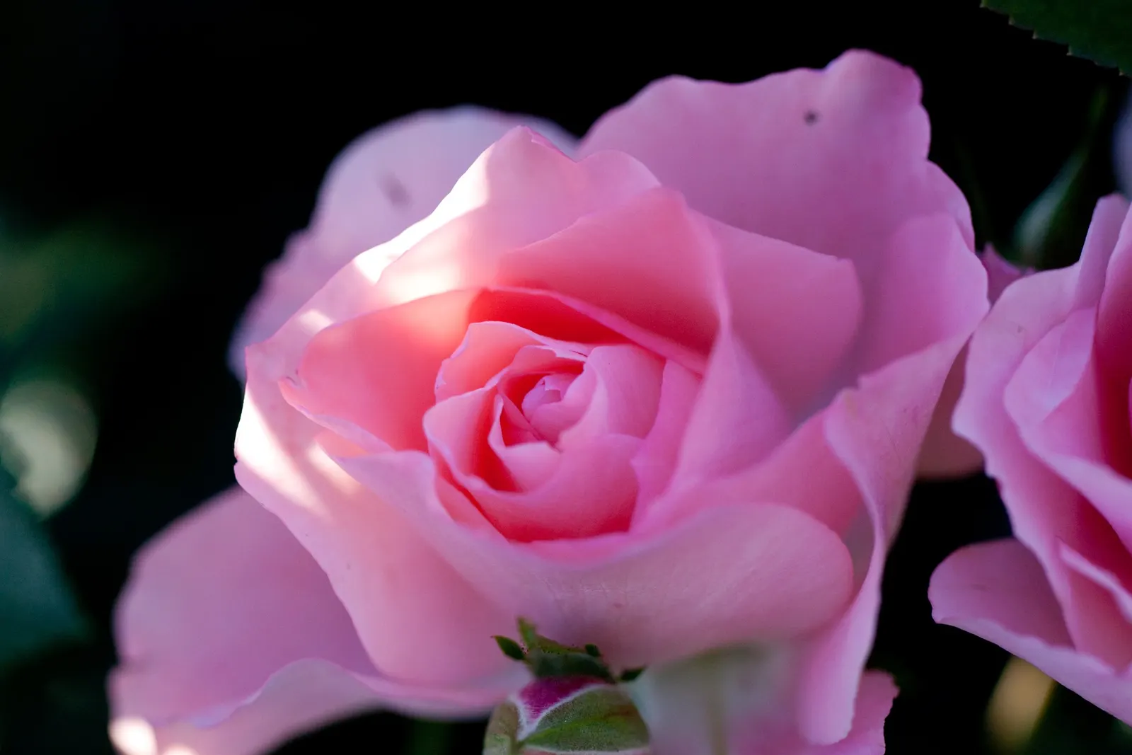 Passionate Kisses Rose (Rosa 'Passionate Kisses') — coral-pink blossoms that emit a mild tea fragrance