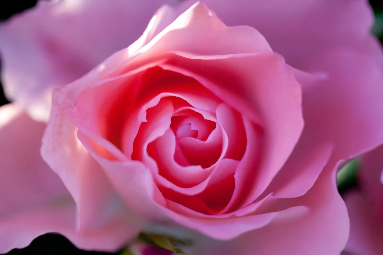 Passionate Kisses Rose (Rosa 'Passionate Kisses') — necessitating at least 6 to 8 hours of direct sunlight daily to flourish and produce its abundant