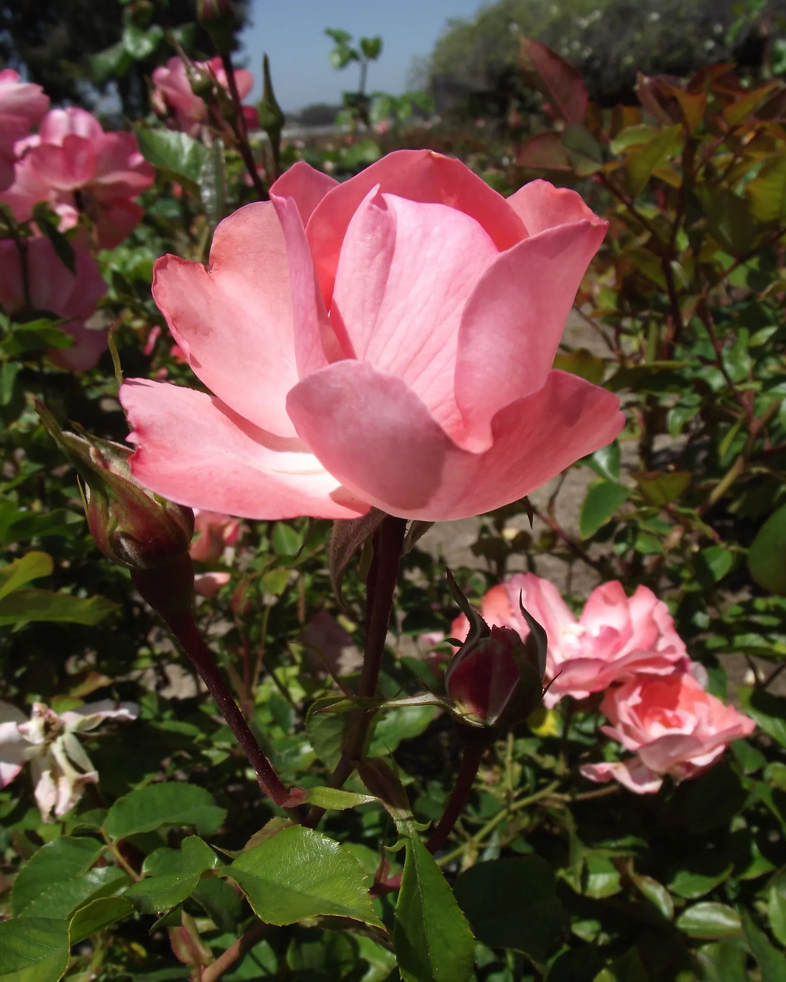 Passionate Kisses Rose (Rosa 'Passionate Kisses') — dark green foliage.<br><br>Thriving in USDA Hardiness Zones 5 through 9
